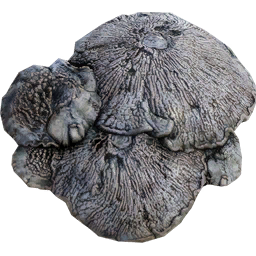 Mycelia